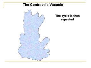 The cycle is then
repeated
The Contractile Vacuole
 