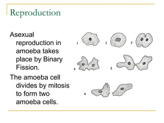Reproduction
Asexual
reproduction in
amoeba takes
place by Binary
Fission.
The amoeba cell
divides by mitosis
to form two
amoeba cells.
 