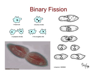 Binary Fission
 