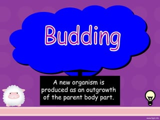 A new organism is
produced as an outgrowth
of the parent body part.
 