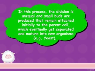 In this process, the division is
unequal and small buds are
produced that remain attached
initially to the parent cell,
which eventually get separated
and mature into new organisms
(e.g. Yeast).
 