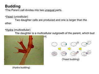 Budding
•The Parent cell divides into two unequal parts.
•Yeast (unicellular)
Two daughter cells are produced and one is larger than the
other.
•Hydra (multicellular)
The daughter is a multicellular outgrowth of the parent, which bud
separates from the parent.
(Yeast budding)
(Hydra budding)
 