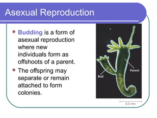 Asexual Reproduction
 Budding is a form of
asexual reproduction
where new
individuals form as
offshoots of a parent.
 The offspring may
separate or remain
attached to form
colonies.
 