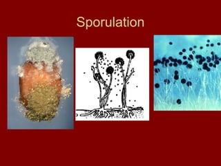 Sporulation
 