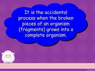 It is the accidental
process when the broken
pieces of an organism
(fragments) grows into a
complete organism.
 