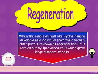 When the simple animals like Hydra Planaria
develop a new individual from their broken
older part it is known as regeneration. It is
carried out by specialised cells which grow
large numbers of cells.
 