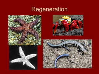 Regeneration
 