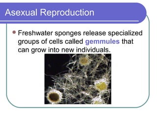 Asexual Reproduction
Freshwater sponges release specialized
groups of cells called gemmules that
can grow into new individuals.
 