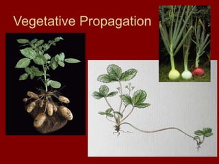 Vegetative Propagation
 