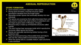 Reproduction Practically How do organisms reproduce by saloni (1).pptx