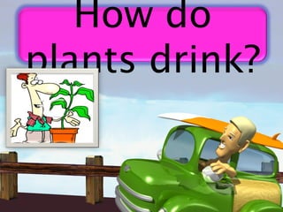 How do
plants drink?
 