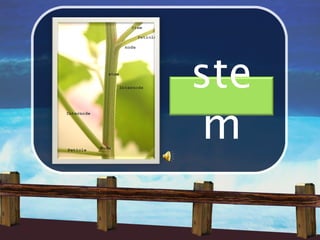 ste
 m
 
