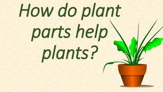 How do plant
parts help
plants?
 
