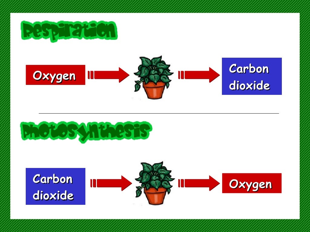 How do plants and animals breathe
