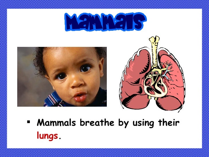 How do plants and animals breathe