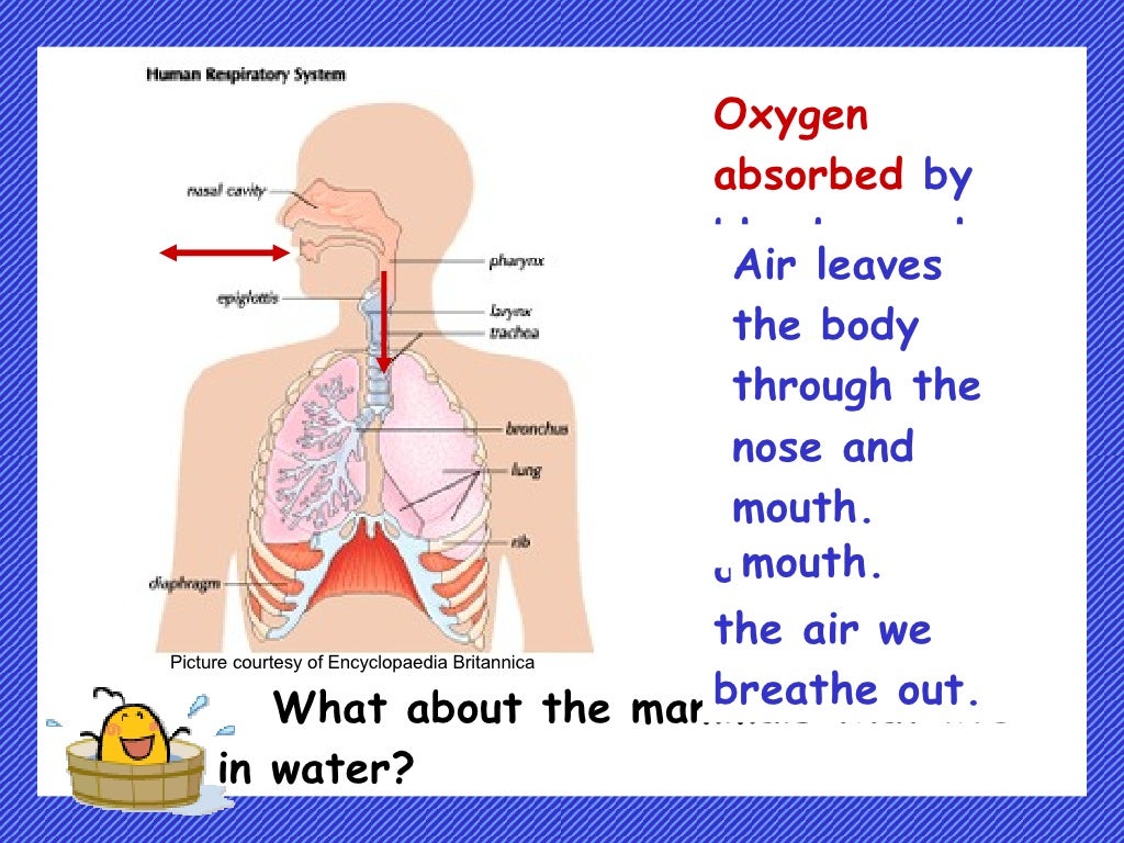 How do plants and animals breathe