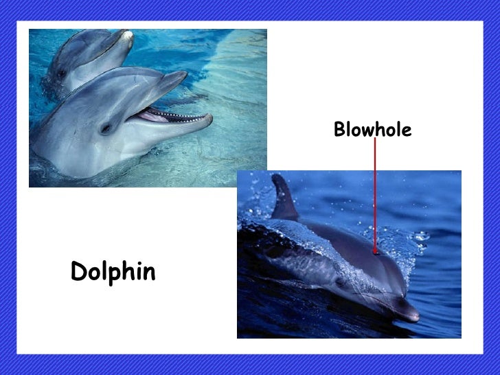 How do plants and animals breathe