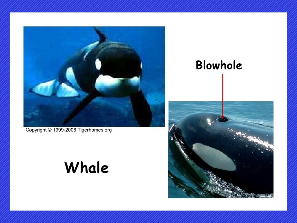 How do plants and animals breathe
