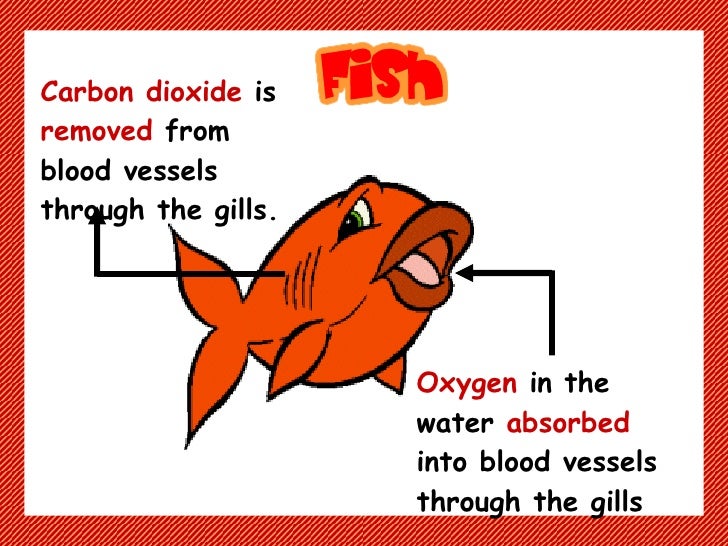 How do plants and animals breathe