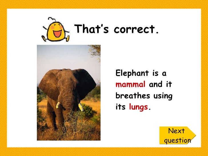 How do plants and animals breathe