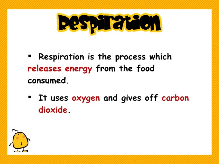 How do plants and animals breathe