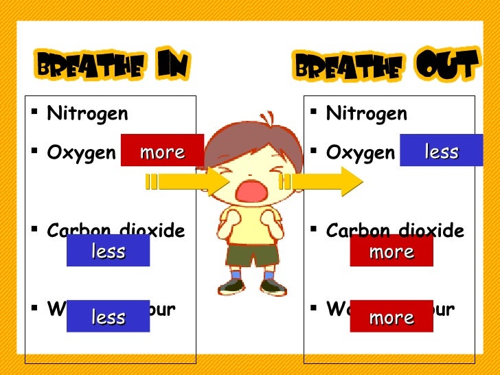 How do plants and animals breathe