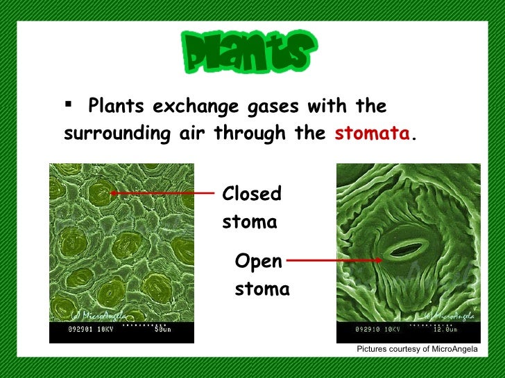 How Do Plants And Animals Breathe