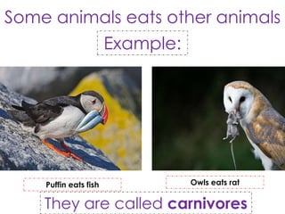 How do plants and animals get energy | PPTX