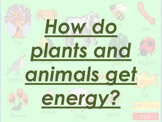 How do
plants and
animals get
 energy?
 