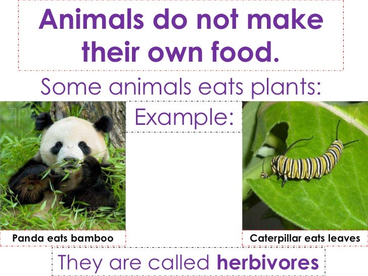 What Do Animals Need To Make Energy From Food What Do Animals Need To Make Energy From Food