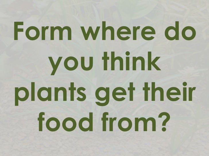 How do plants and animals get energy
