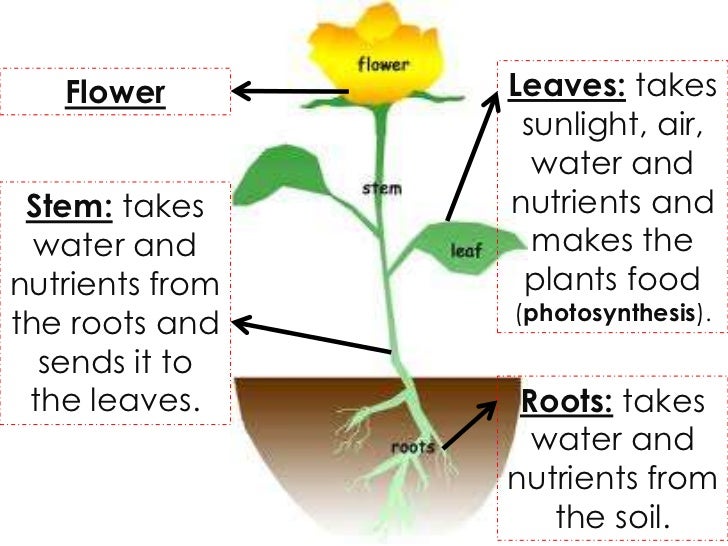 How do animals grow?