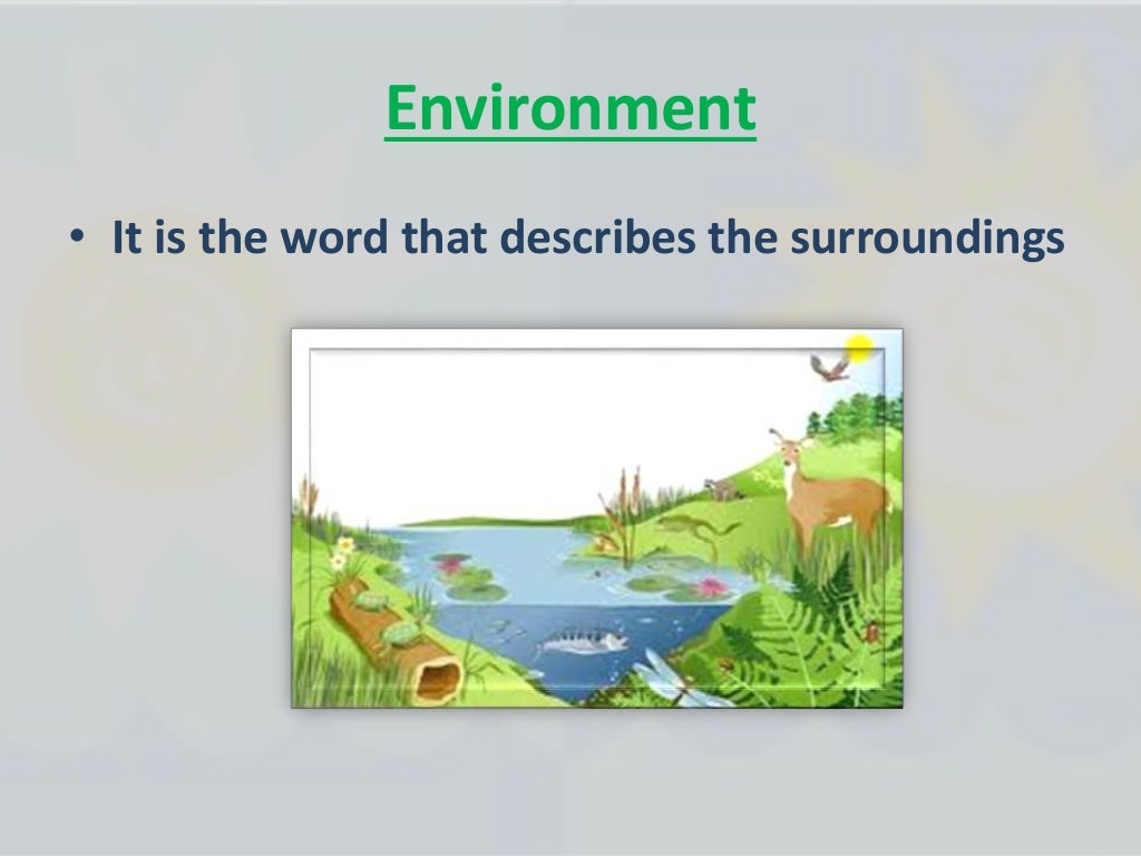 How do plants and animals survive in their habitat