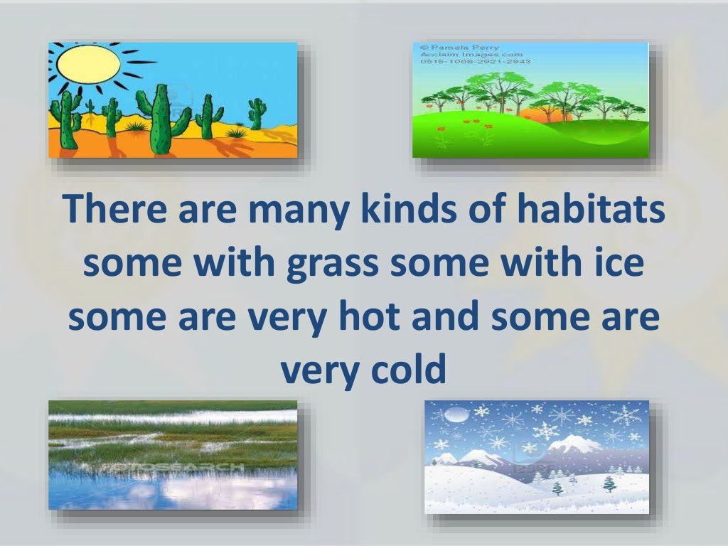 How do plants and animals survive in their habitat