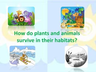 How do plants and animals
survive in their habitats?
 