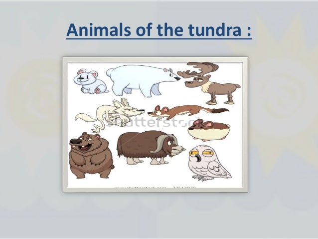 How Do Plants And Animals Survive In Their Wiki