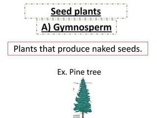 Seed plants
      A) Gymnosperm

Plants that produce naked seeds.

          Ex. Pine tree
 