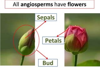 All angiosperms have flowers

         Sepals


            Petals


           Bud
 