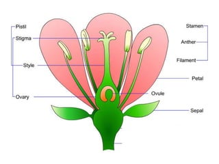 How do plants reproduce