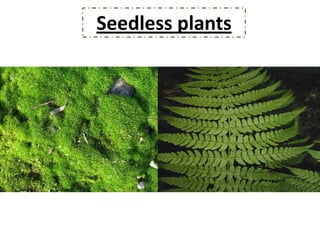 Seedless plants
 
