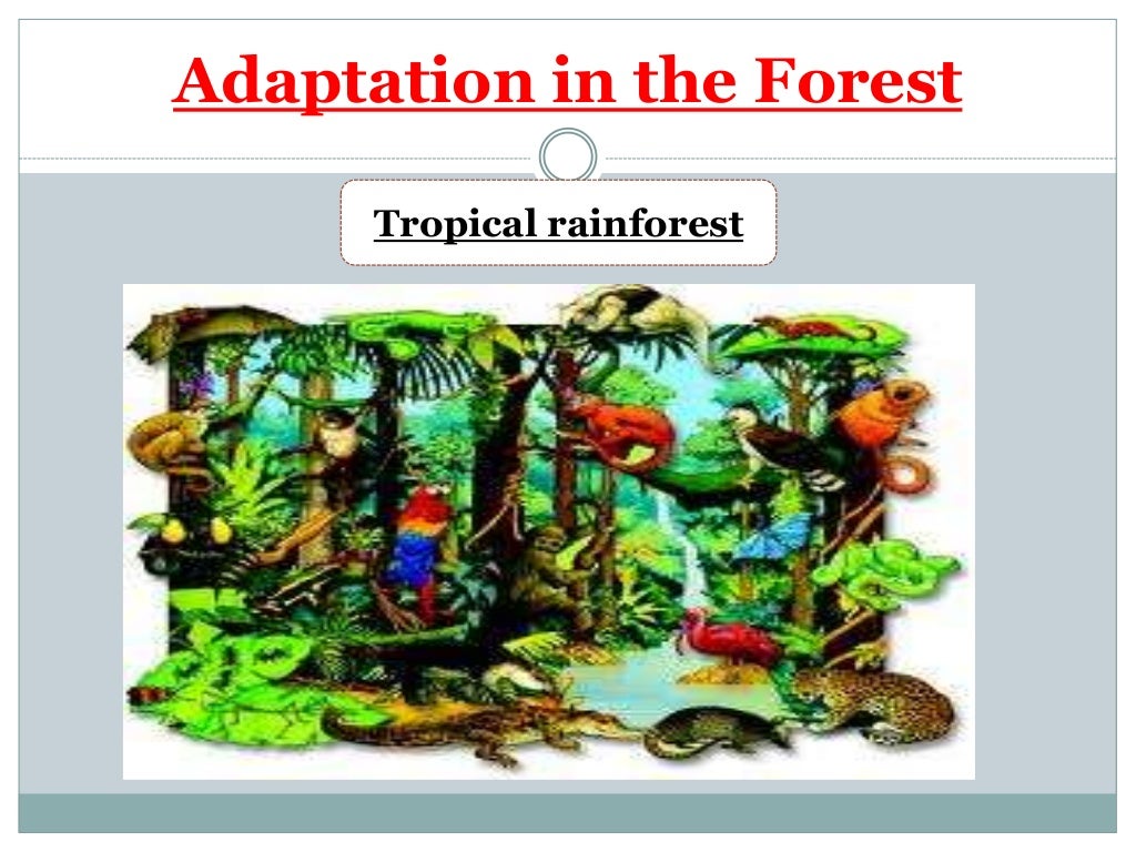 How do plants survive in the environment