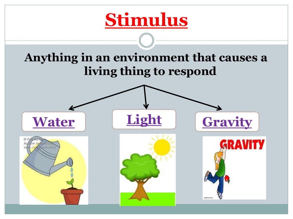How do plants survive in the environment