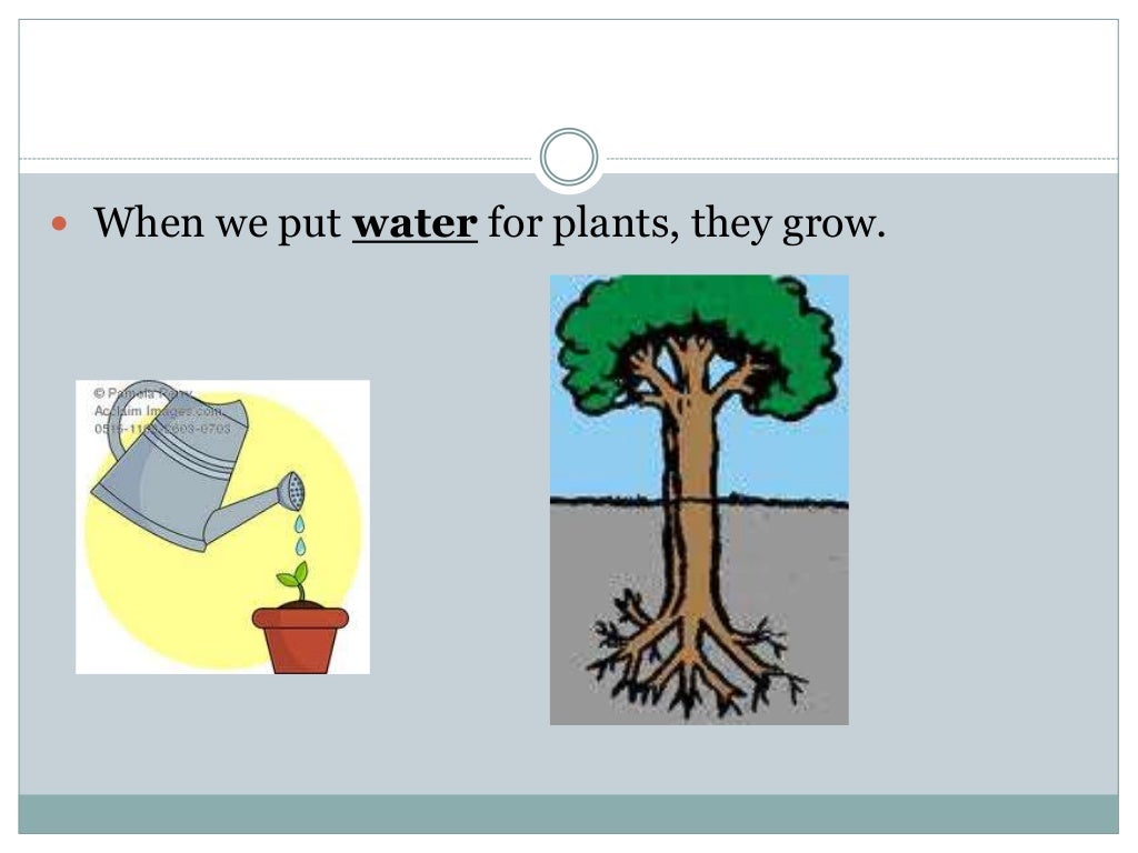How do plants survive in the environment