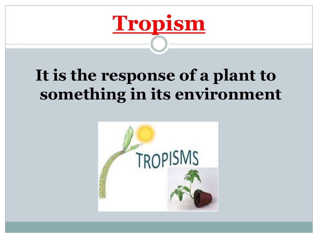 How do plants survive in the environment