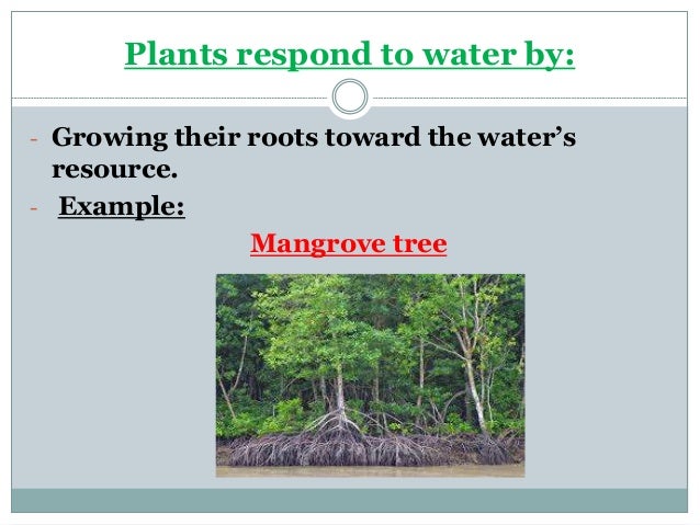 how do plants respond to changes in their environment