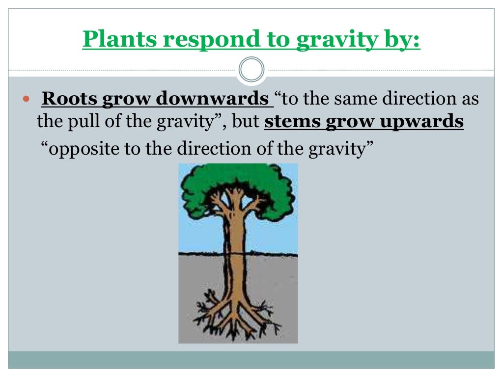 How do plants survive in the environment