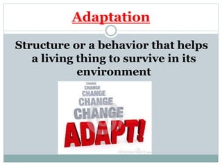 Adaptation
Structure or a behavior that helps
a living thing to survive in its
environment
 