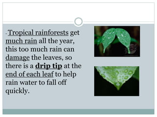 - Tropical rainforests get
much rain all the year,
this too much rain can
damage the leaves, so
there is a drip tip at the
end of each leaf to help
rain water to fall off
quickly.
 
