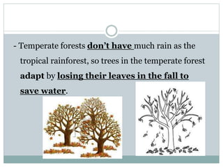 - Temperate forests don’t have much rain as the
tropical rainforest, so trees in the temperate forest
adapt by losing their leaves in the fall to
save water.
 