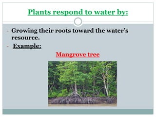 Plants respond to water by:
- Growing their roots toward the water’s
resource.
- Example:
Mangrove tree
 